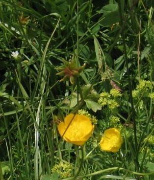 Globeflower (Trollius europaeus)