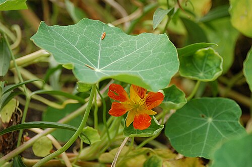Nasturtium: Tropaeolum majus - Botanical Garden Bremen