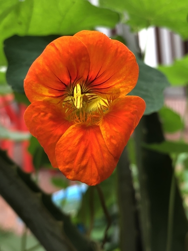Nasturtium (Tropaeolum majus)