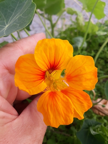 Nasturtium (Tropaeolum majus)