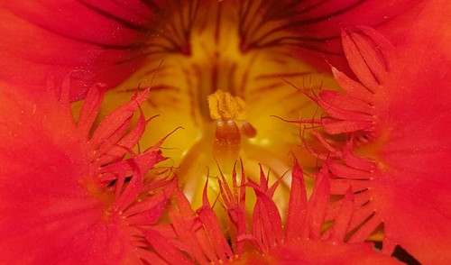 Nasturtium (Tropaeolum majus)