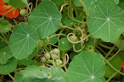 Nasturtium: Tropaeolum majus - Botanical Garden Bremen