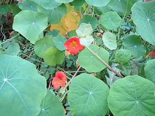 Nasturtium: Große Kapuzinerkresse ( Tropaeolum majus ) am Wackenberg in Sankt Arnual