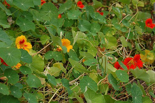 Nasturtium: Tropaeolum majus - Botanical Garden Bremen