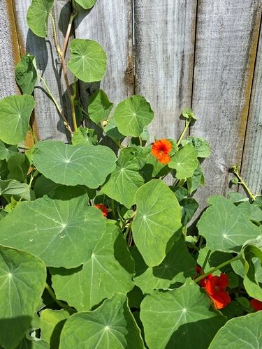 Nasturtium (Tropaeolum majus)