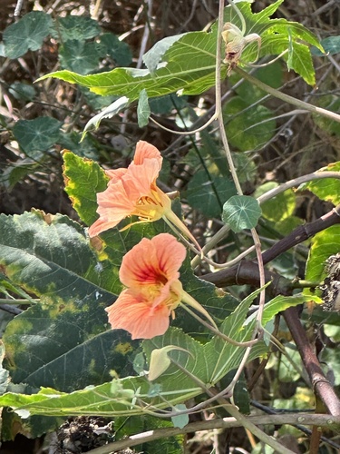 Nasturtium (Tropaeolum majus)