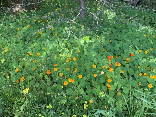 Nasturtium (Tropaeolum majus)