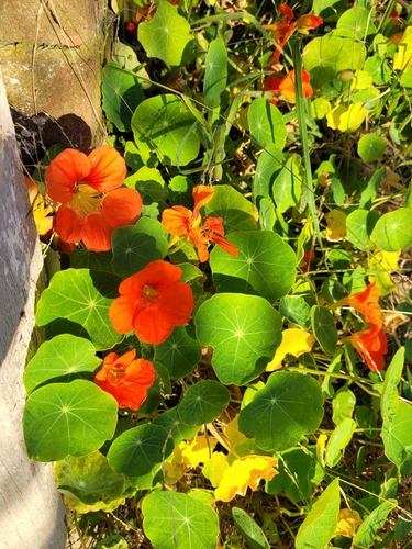 Nasturtium