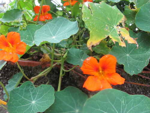 Nasturtium (Tropaeolum majus)