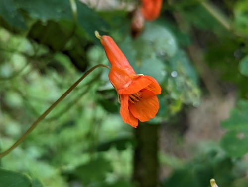 Mashua (Tropaeolum tuberosum)