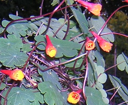 Mashua: Tropaeolum tuberosum , capucine tubereuse