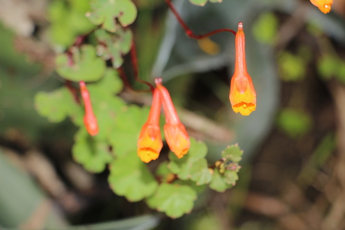Mashua (Tropaeolum tuberosum)