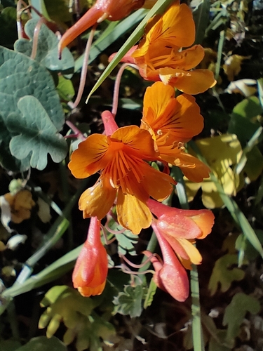 Mashua (Tropaeolum tuberosum)