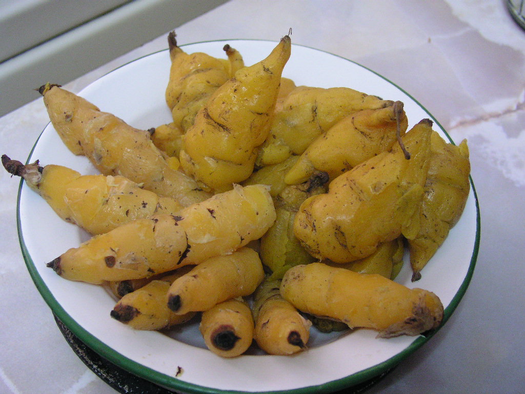 Mashua: Peruvian food: Oca y Mashua. Foto: Xauxa 2004 Oca ( Oxalis tuberosa ) and mashua ( Tropaeolum tuberosum ) are tubers that you eat boiled. Their names are from Q