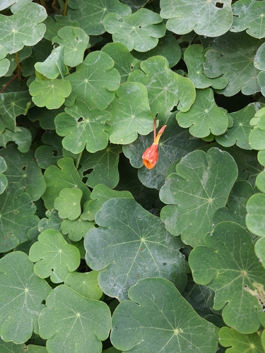 Mashua (Tropaeolum tuberosum)