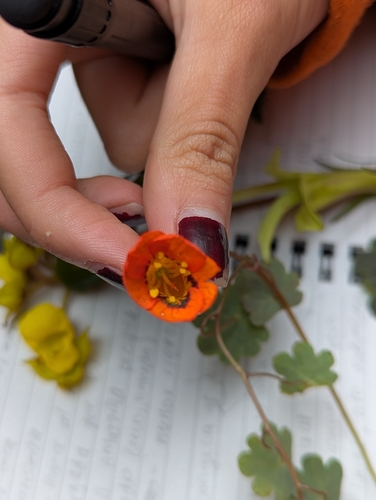 Mashua (Tropaeolum tuberosum)