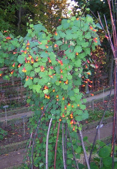 Mashua: Tropaeolum tuberosum , capucine tubereuse