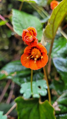 Mashua (Tropaeolum tuberosum)