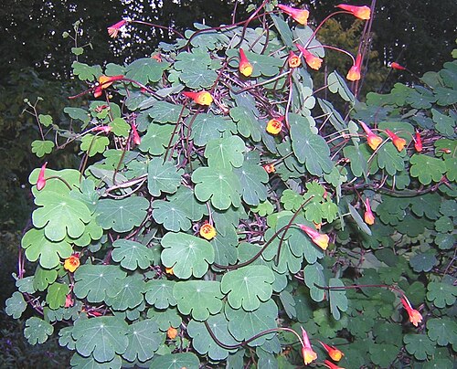 Mashua: Tropaeolum tuberosum , capucine tubereuse