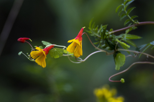 Mashua (Tropaeolum tuberosum)