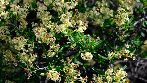 Trymalium daphnifolium (Trymalium daphnifolium)
