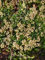 Trymalium daphnifolium (Trymalium daphnifolium)