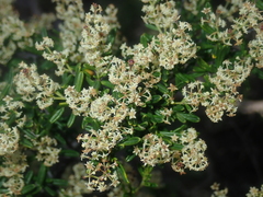 Trymalium daphnifolium (Trymalium daphnifolium)