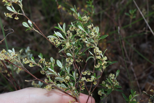 Trymalium ledifolium (Trymalium ledifolium)
