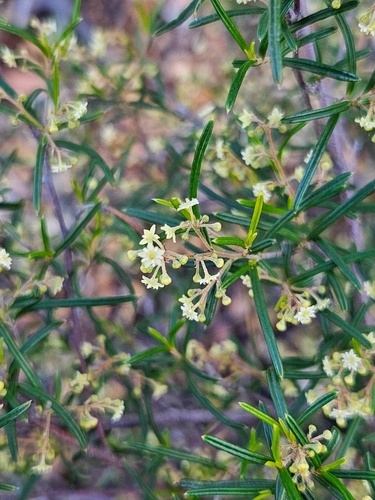 Trymalium ledifolium (Trymalium ledifolium)