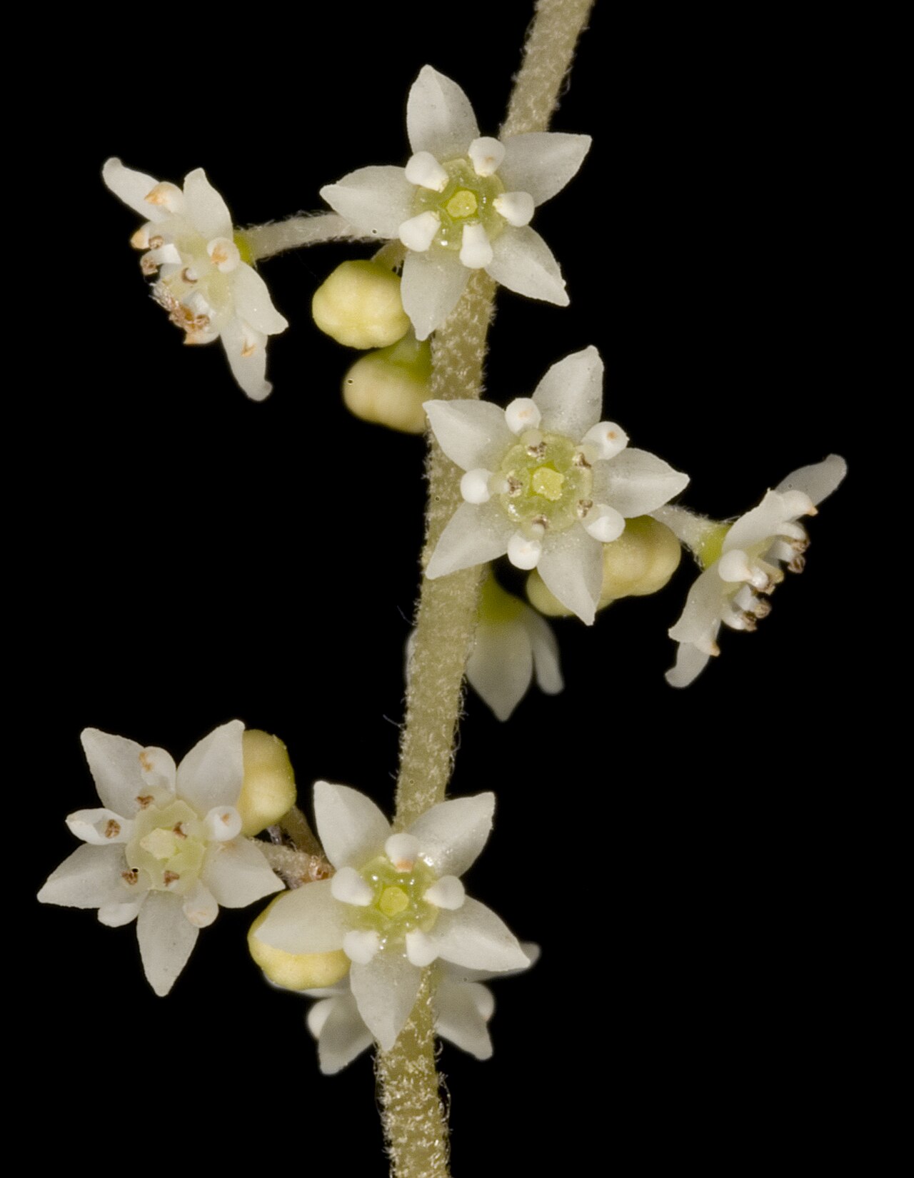 Trymalium ledifolium: KRT3251