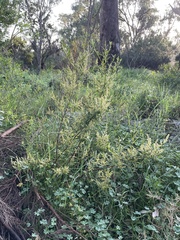 Trymalium ledifolium (Trymalium ledifolium)