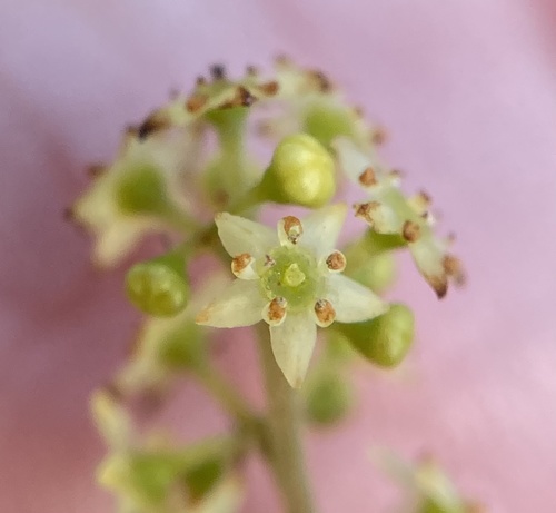Trymalium ledifolium (Trymalium ledifolium)