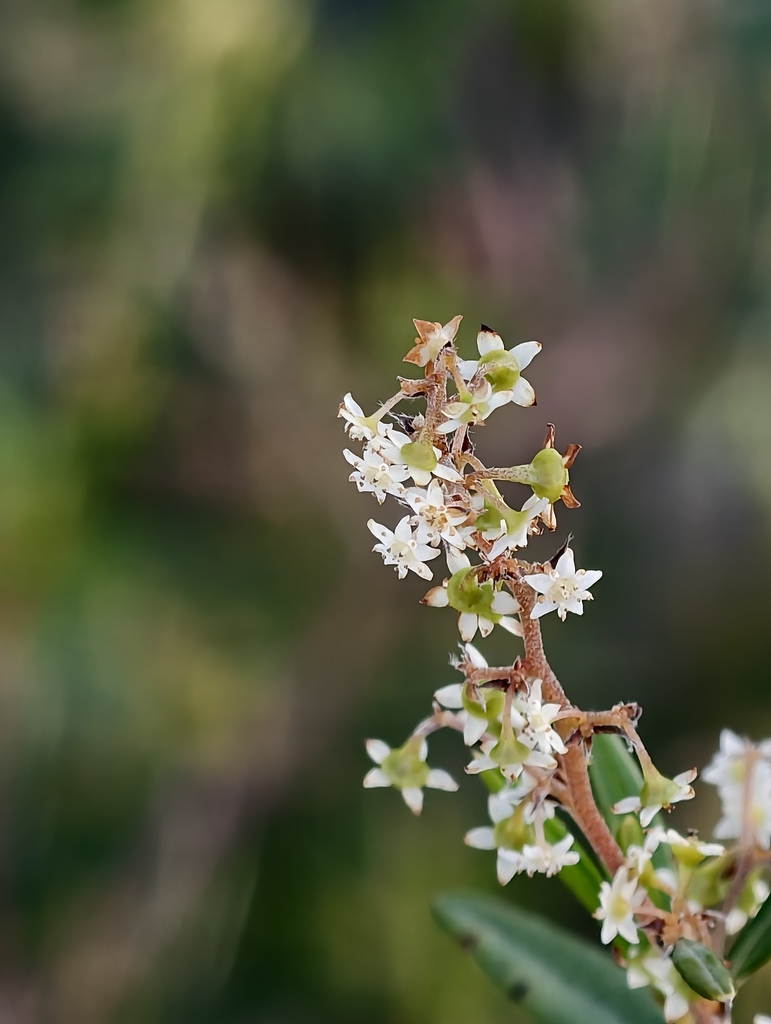 Trymalium ledifolium (Trymalium ledifolium)