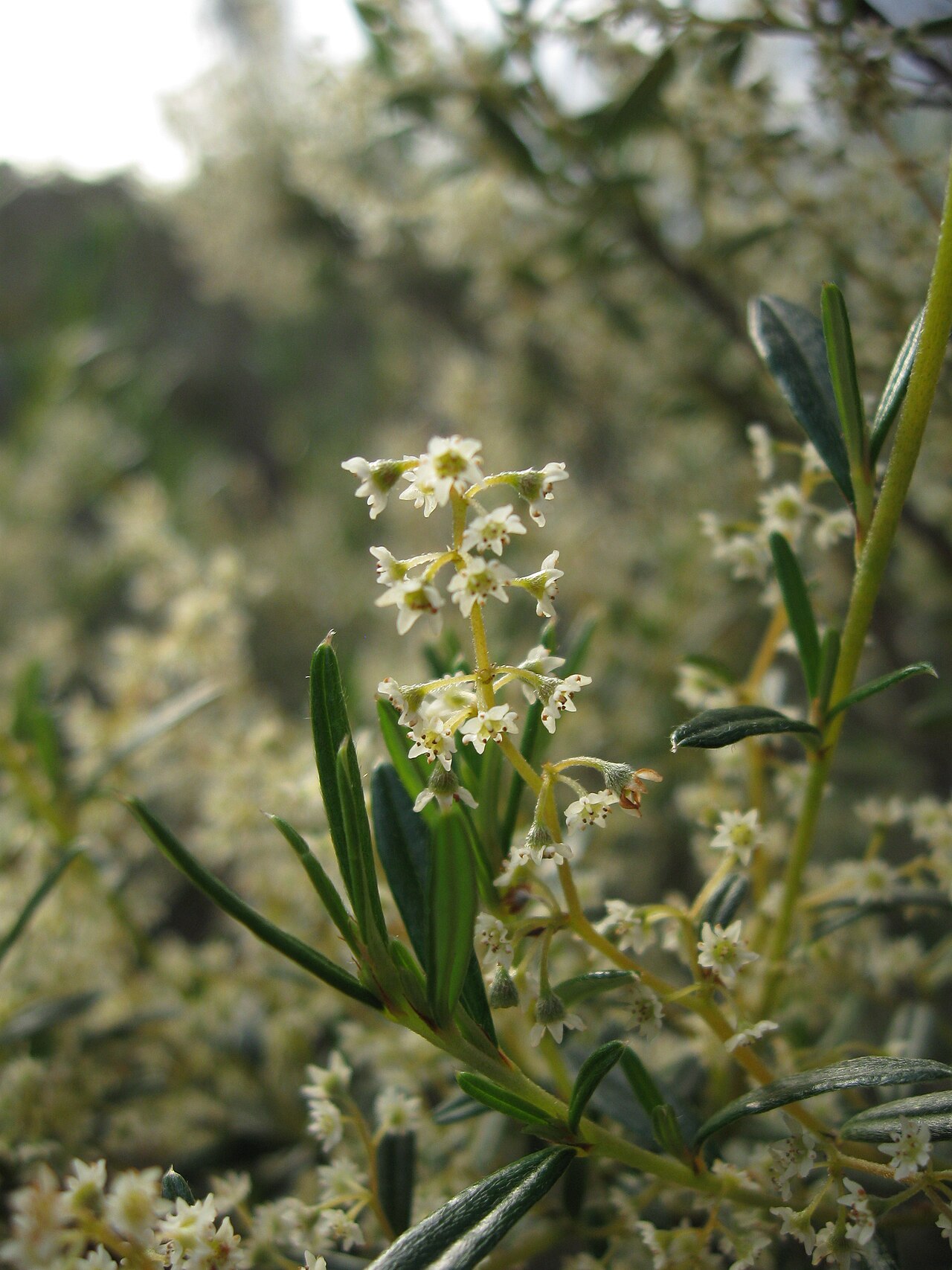 Trymalium ledifolium: Trymalium ledifolium