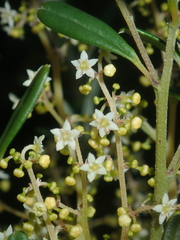 Trymalium ledifolium (Trymalium ledifolium)