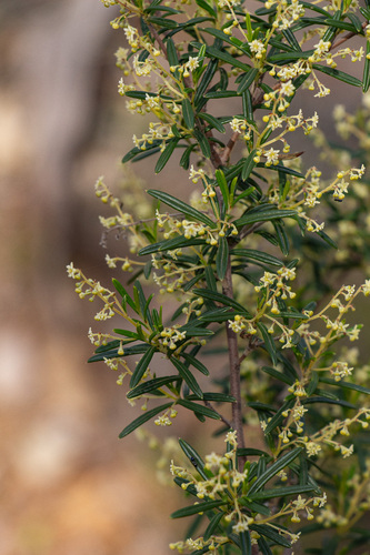 Trymalium ledifolium (Trymalium ledifolium)