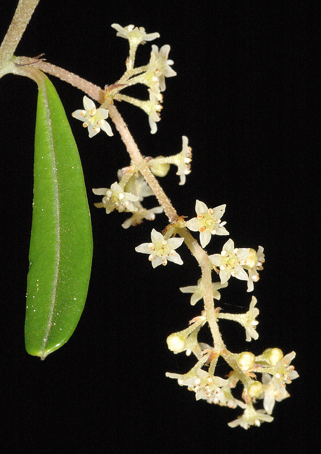 Trymalium ledifolium: KRT3059
