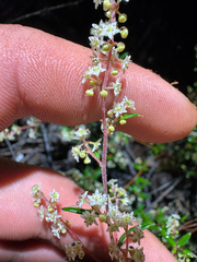 Trymalium ledifolium (Trymalium ledifolium)