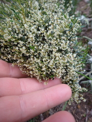 Trymalium ledifolium (Trymalium ledifolium)