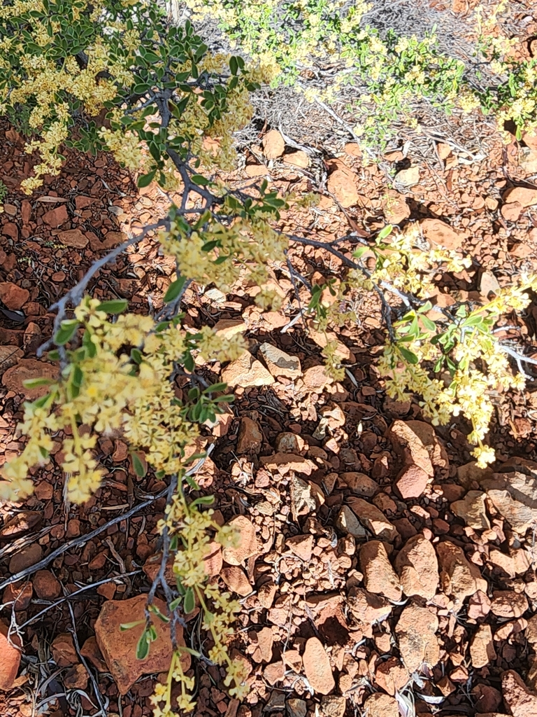Trymalium myrtillus (Trymalium myrtillus)