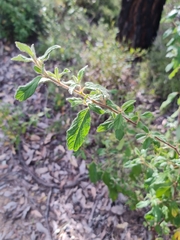 Karri hazel (Trymalium odoratissimum)