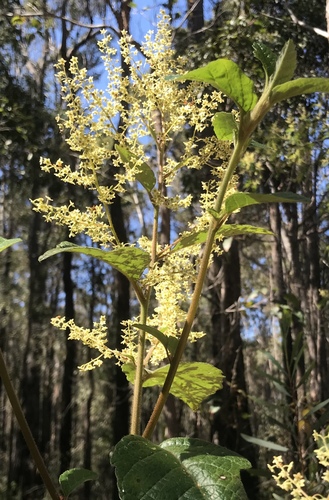 Karri hazel (Trymalium odoratissimum)