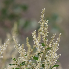 Karri hazel (Trymalium odoratissimum)