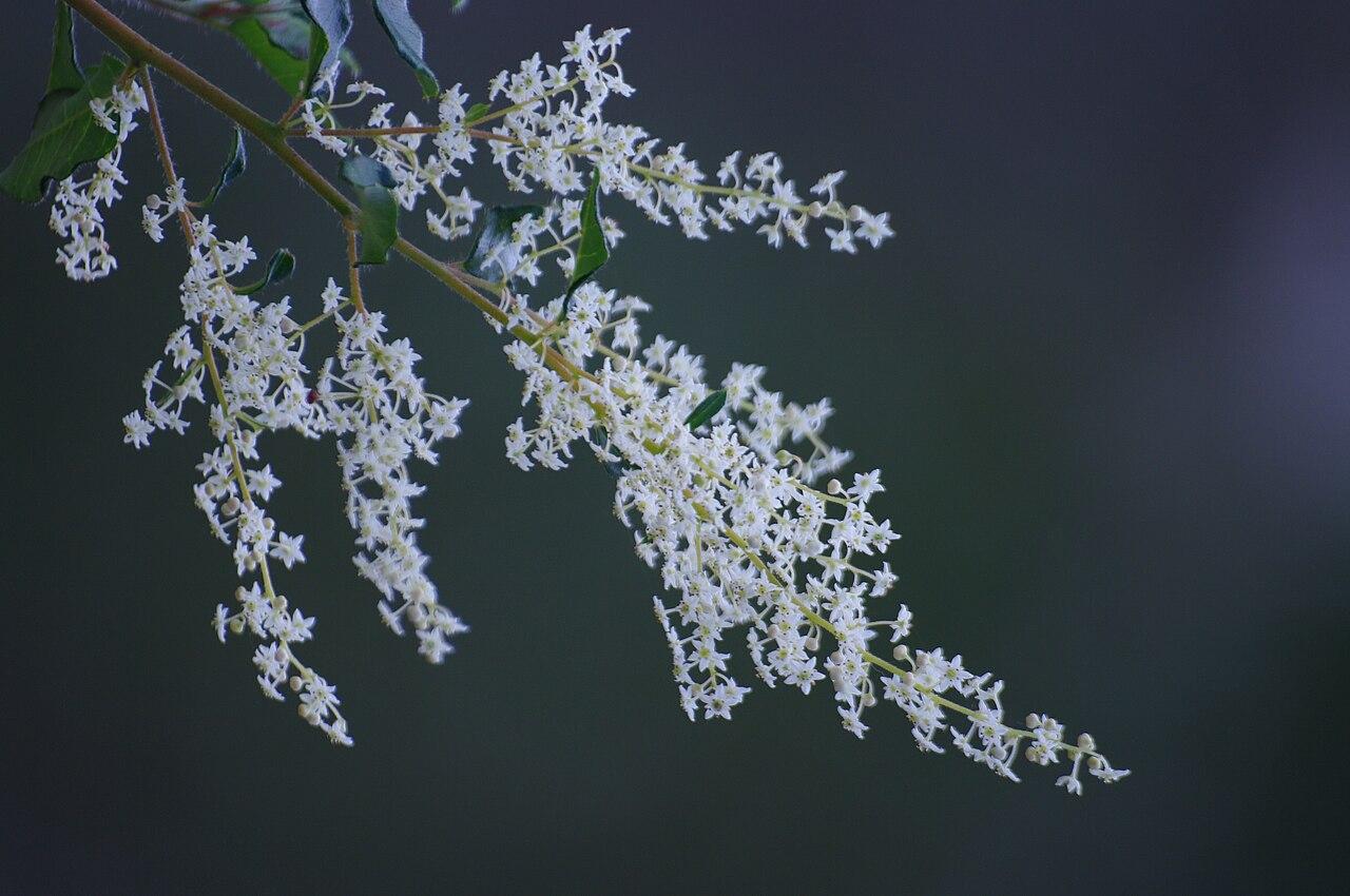 Karri hazel: Trymalium odoratissimum