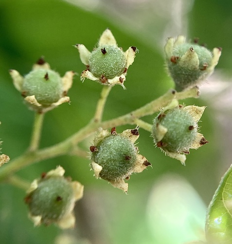 Karri hazel (Trymalium odoratissimum)