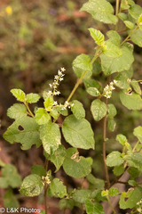 Karri hazel (Trymalium odoratissimum)