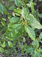 Karri hazel (Trymalium odoratissimum)