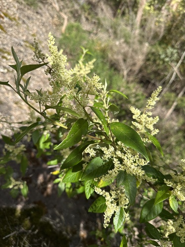 Karri hazel (Trymalium odoratissimum)