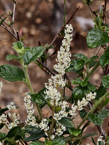 Karri hazel (Trymalium odoratissimum)