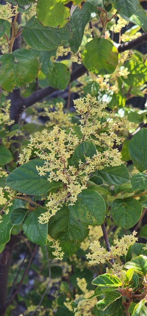 Karri hazel (Trymalium odoratissimum)